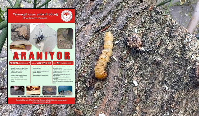 Bu böceğe dikkat! Bakanlık kırmızı bültenle "Aranıyor" afişi hazırladı