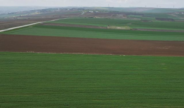 Tekirdağ'da kuraklık nedeniyle kanola üreticisi tarla bozdu