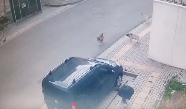 Bursa'da başıboş sokak köpekleri çocuğa saldırdı