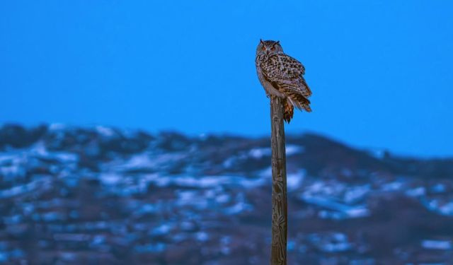 Nadir görülen puhu Sivas'ta fotoğraflandı