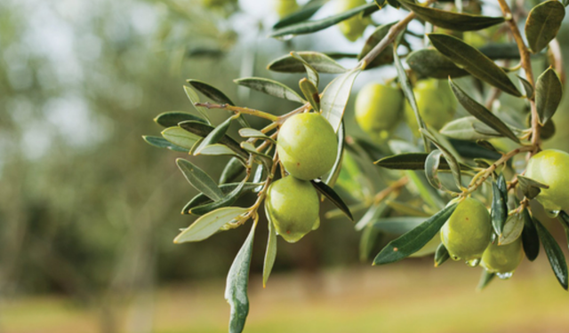 Rüyada zeytin ağacı görmenin anlamı nedir? Rüyada zeytin ağacı...