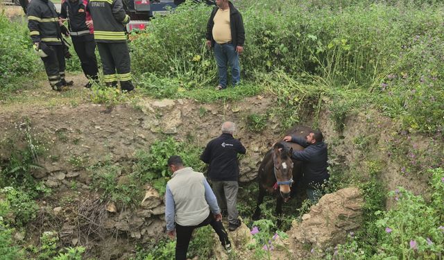 Edirne'de çukura düşen at itfaiye tarafından kurtarıldı