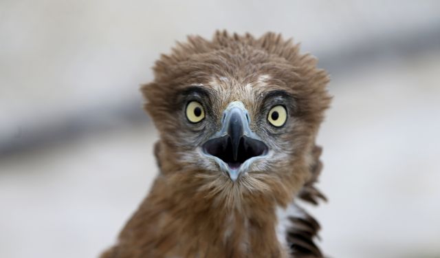 Van'daki rehabilitasyon merkezi yaralı kuşlara ev sahipliği yapıyor