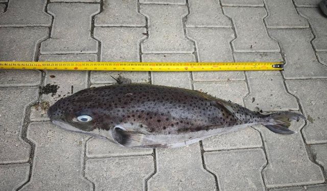 Datça’da rekor boyutta balon balığı karaya vurdu