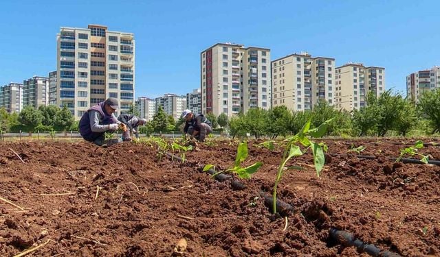 Tohumculukta dışa bağımlılığı bitirecek proje