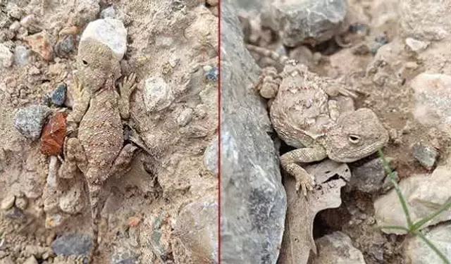 Erzincan'da görüntülendi: Her bakan göremiyor