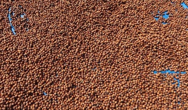 Fındık ihracatında yükseliş: 8 ayda 1,9 milyar dolarlık gelir elde edildi