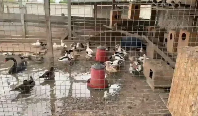 Güncel