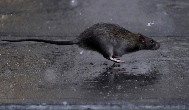 Fareler ölümcül bir bakteri yaymaya başladı