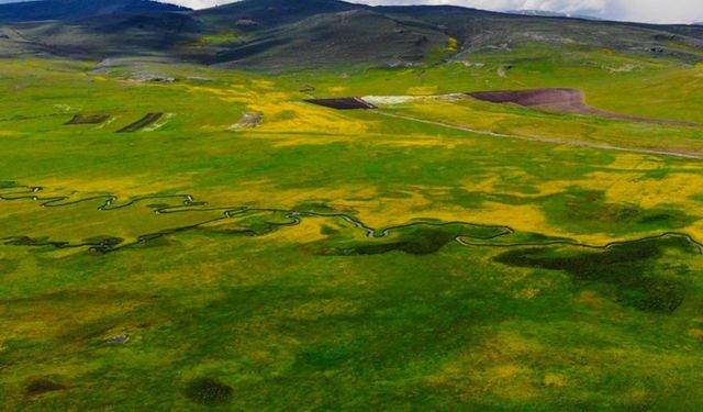 İklim değişikliği küresel dağ çayırı ekosistemini de tehdit ediyor