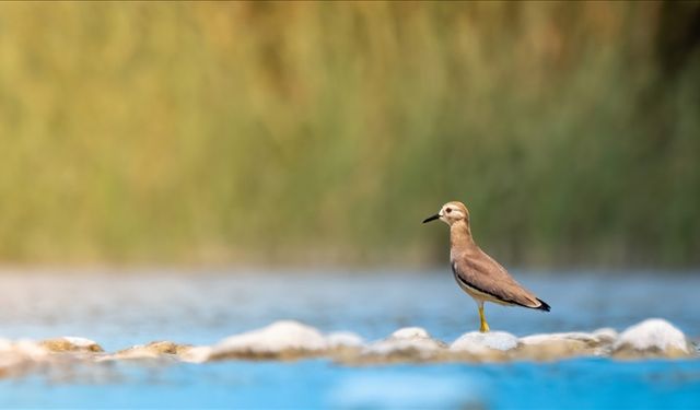 Antalya'da 220 kuş türü gözlemlendi
