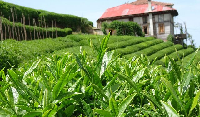 Rize'nin 5 aylık çay ihracatı 8,6 milyon doları aştı
