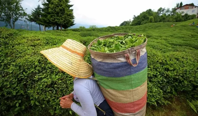 Rize'de çay hasadı sezonu: Kuru çaya 35 zam beklentisi var