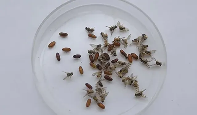 Küresel ısınmayla kene, yılan ve akrep gibi canlıların yayılımı artıyor