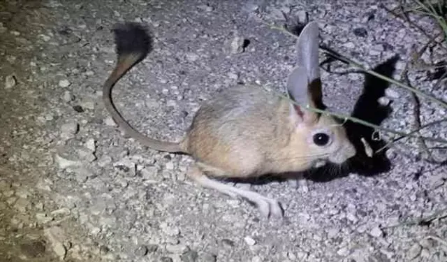 Elazığ'da görüldü: Kuyruğu vücudundan daha uzun