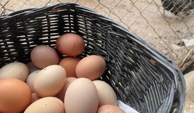 Yumurta üretimi 6 ayda 330 milyon azaldı