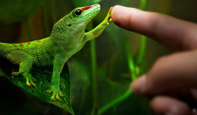 Rüyada kertenkele görmek ne demek, hangi anlamlara geliyor?