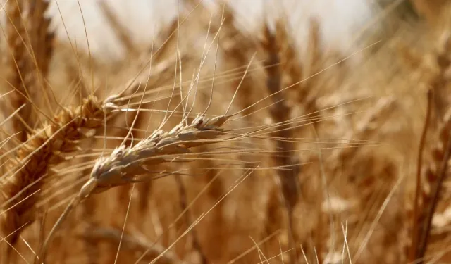 Tekirdağ'da geliştirilen yerli buğday çeşitleri üreticiler tarafından tercih ediliyor