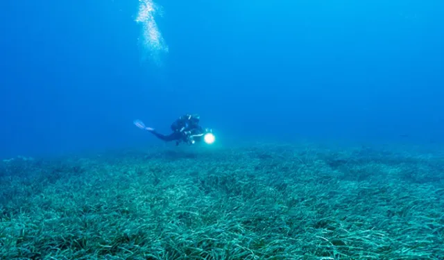 Türkiye'de ilk kez deniz çayırlarının karbon tutma kapasitesi hesaplandı