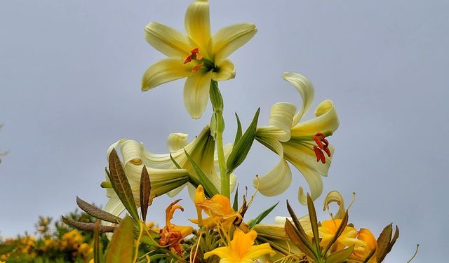 Aman dikkat! Bu çiçeği koparmanın cezası 245 bin TL