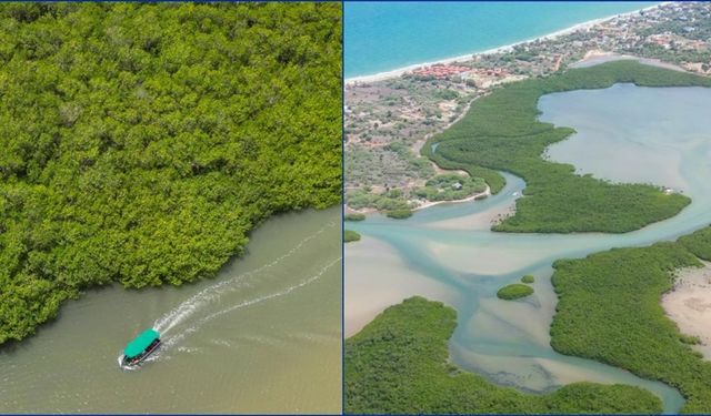 Her yıl en az 65 milyar dolarlık hasarı önleyen mangrovlar, yaklaşık 15 milyon kişiyi sellerden koruyor