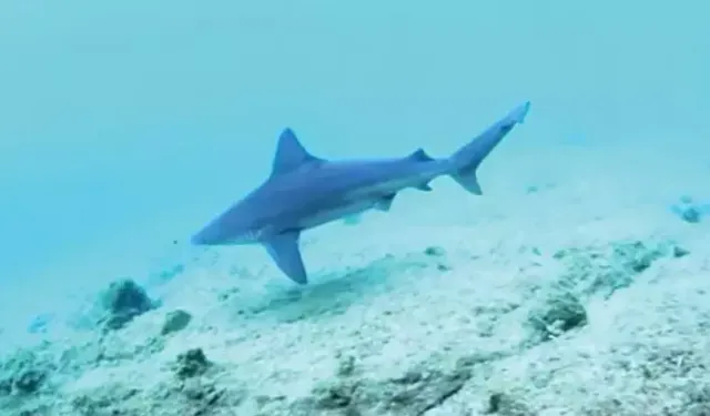 Marmara Denizi’ndeki oksijensizlik köpek balıklarını kıyılara itiyor