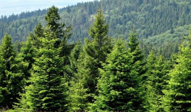 Rüyada çam ağacı görmek ne demek? Rüyada çam ağacı görmenin olumlu anlamları...