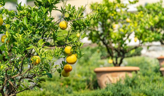 Rüyada limon ağacı görmek ne demek? Rüyada limon ağacı görmenin psikolojik anlamları...