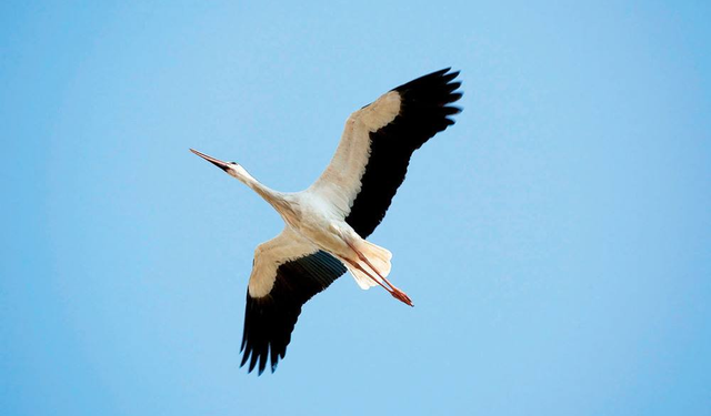 Rüyada leylek görmek ne demek? Rüyada leylek görmenin psikolojik anlamları