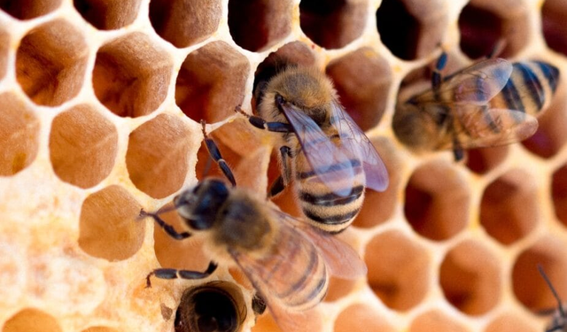 Rüyada arı kovanı görmek ne demek? Rüyada arı kovanı görmenin anlamları...