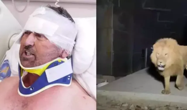 Aslanın saldırdığı çiftçi taburcu oldu! Aslana hakkımı helal ederim