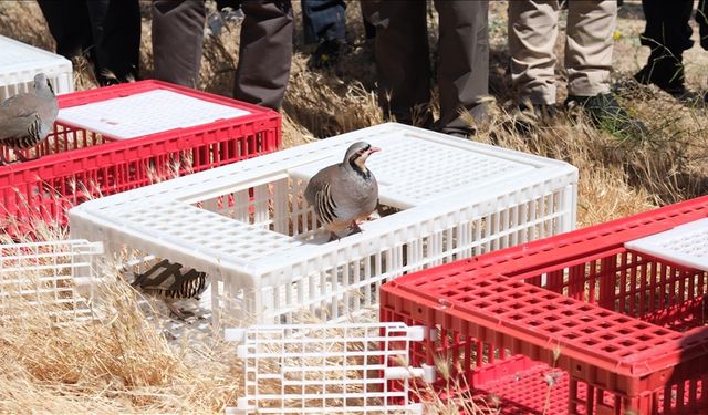 Yozgat'ta 1000 kınalı keklik doğaya salındı