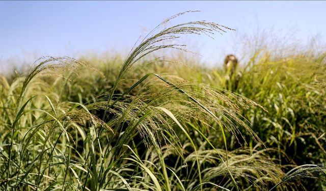 Alternatif yem bitkisi 'dallı darı' su tüketimini ve üretim maliyetini düşürüyor
