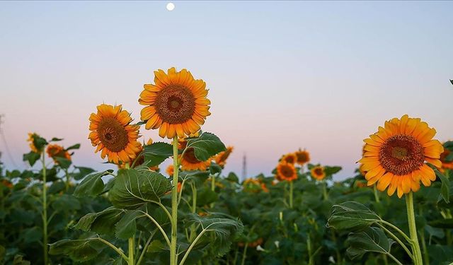 Edirne'de uygulanan proje "anıza erken ekim" yönteminin ayçiçeğinde verimi artırdığını gösterdi