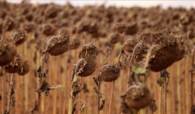 Anıza ekim yöntemi, verim artışıyla ayçiçeği üreticisini sevindirdi