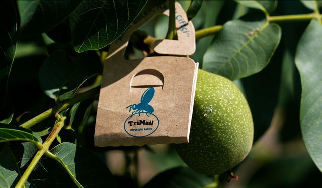 Ceviz üretiminde zararlılara karşı akıllı böceklerle mücadele ediliyor