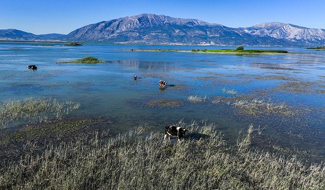 Genişleyen turbalıklar gelecekte atmosfere daha fazla karbon salabilir