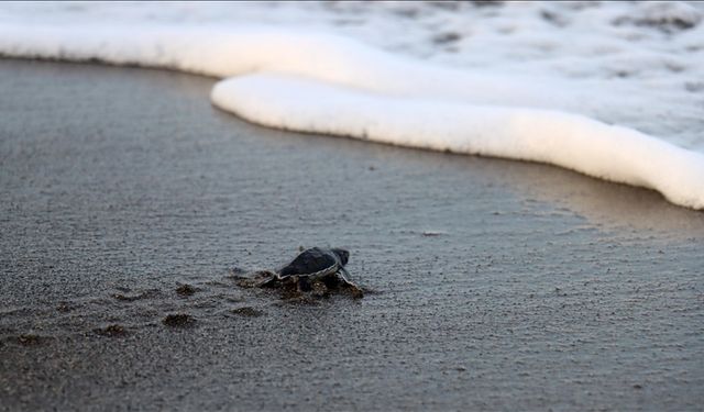 Hatay'da koruma çalışmalarıyla deniz kaplumbağalarının yuva sayısı artıyor