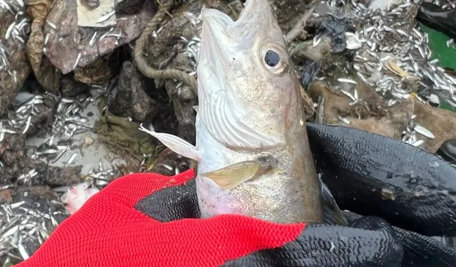 Karadeniz'de 6 ticari balık türünde mikroplastik miktarı araştırıldı