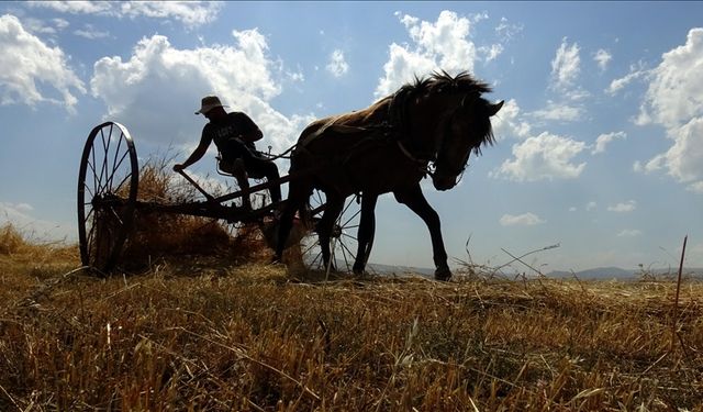 Kars'ta tarlalardaki yılın son buğdayları hasat ediliyor