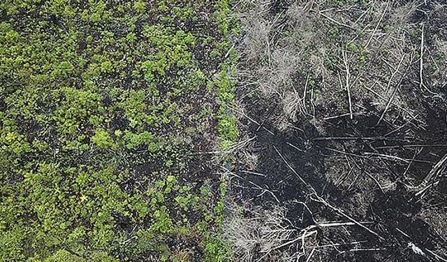 Ormansızlaşma her yıl 28 bin kişinin ölümüne neden oluyor!