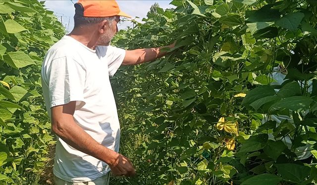 Bilecik'in "Pazaryeri boncuğu" fasulyesinde yüksek sıcaklık ve kuraklık nedeniyle verim düştü