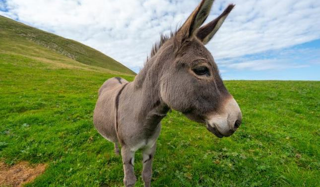 Rüyada eşek görmek ne demek? Rüyada eşek görmenin psikolojik anlamları...
