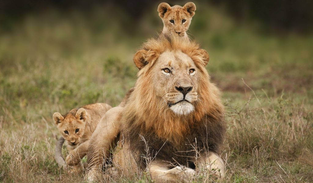 Rüyada aslan görmek ne demek? Rüyada aslan görmenin psikolojik anlamları...