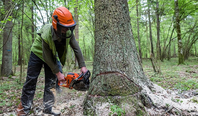 Rüyada ağaç kesmek ne demek? Rüyada ağaç kesmenin psikolojik anlamları...
