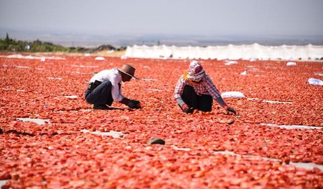 Şanlıurfa'da kuraklık ve aşırı sıcak domates üretimini düşürdü