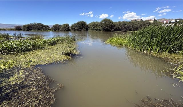 Sıcakların etkili olduğu Ardahan'da su debisi düşen Kura Nehri'ni yosun kapladı