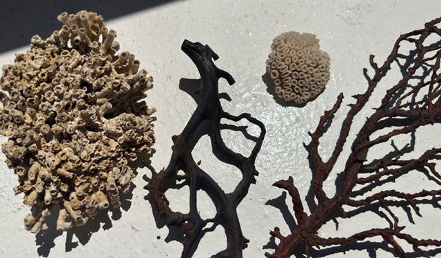 Siyah ve taş mercanlar deniz ekosistemi için kritik önem taşıyor