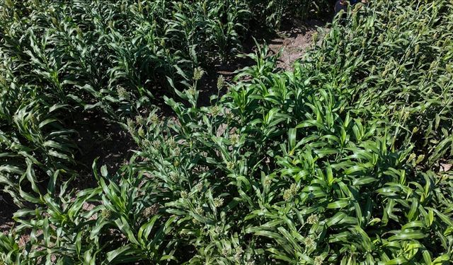 Sorgum nedir? Kaba yemde "sorgum" bitkisi su tüketiminden tasarruf sağlıyor