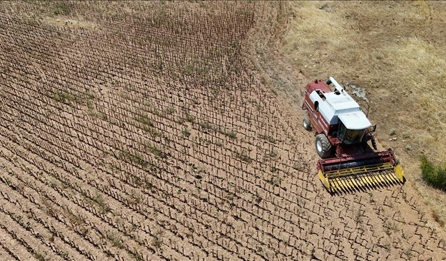 Trakya'da aşırı sıcaklık nedeniyle ayçiçeği hasadı son yıllarda erken başlıyor